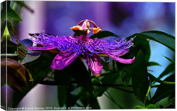 Passion Flower Canvas Print by Elaine Manley