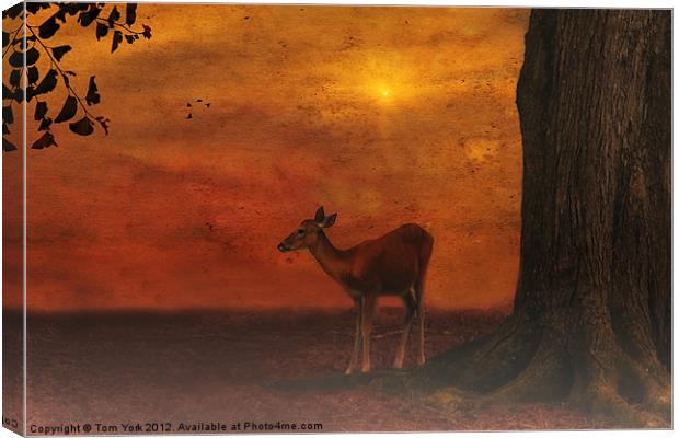 A YOUNG DEER Canvas Print by Tom York