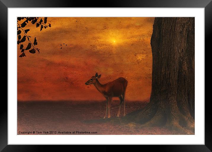 A YOUNG DEER Framed Mounted Print by Tom York