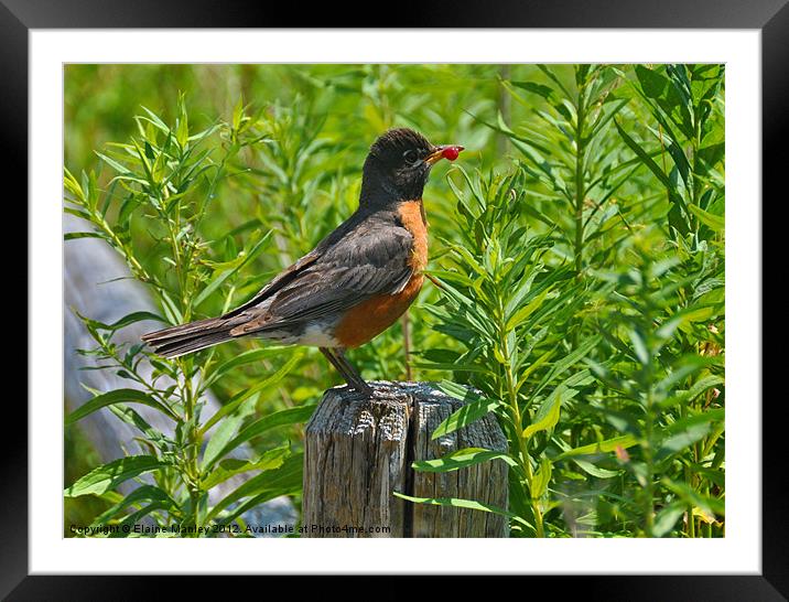 American Robin with a  Berry Framed Mounted Print by Elaine Manley