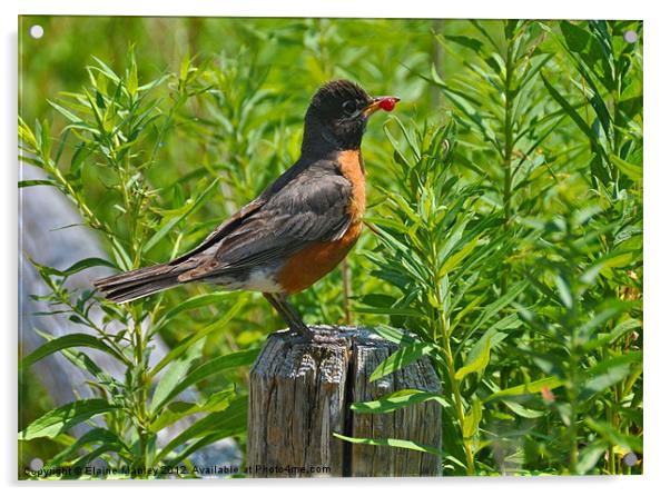 American Robin with a  Berry Acrylic by Elaine Manley