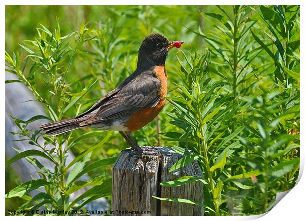 American Robin with a  Berry Print by Elaine Manley
