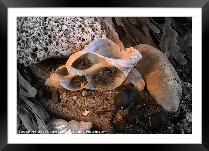 beachcombing collection Framed Mounted Print by stephen clarridge