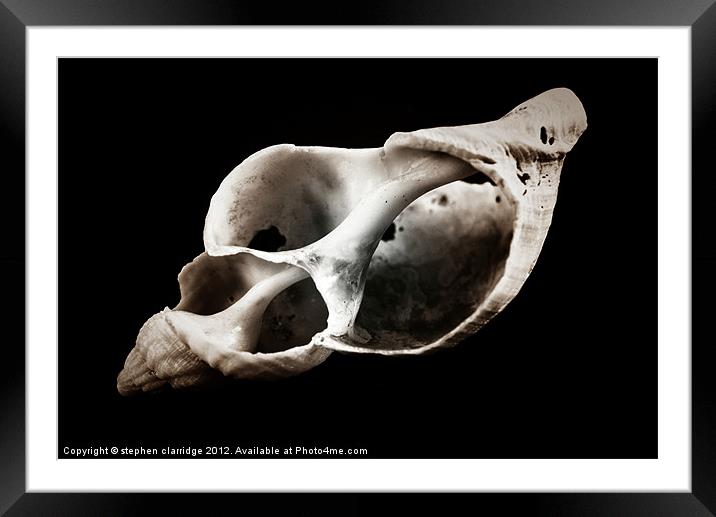 skeleton shell Framed Mounted Print by stephen clarridge