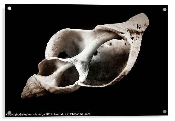 skeleton shell Acrylic by stephen clarridge