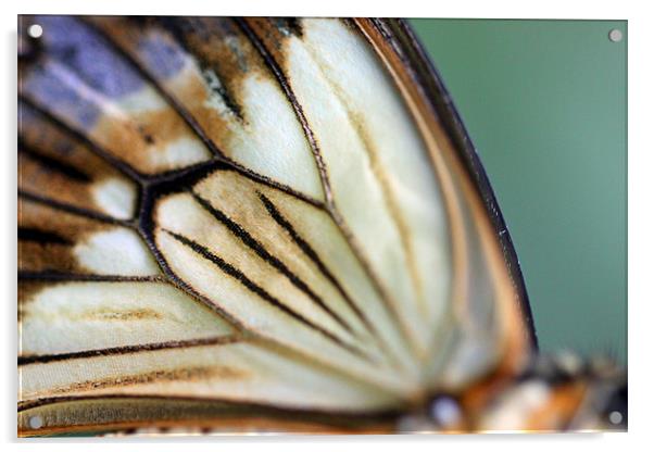 extreme butterfly wing closeup Acrylic by Steve Frazer