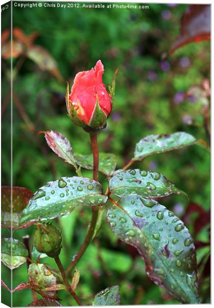 Red Rose in the rain Canvas Print by Chris Day