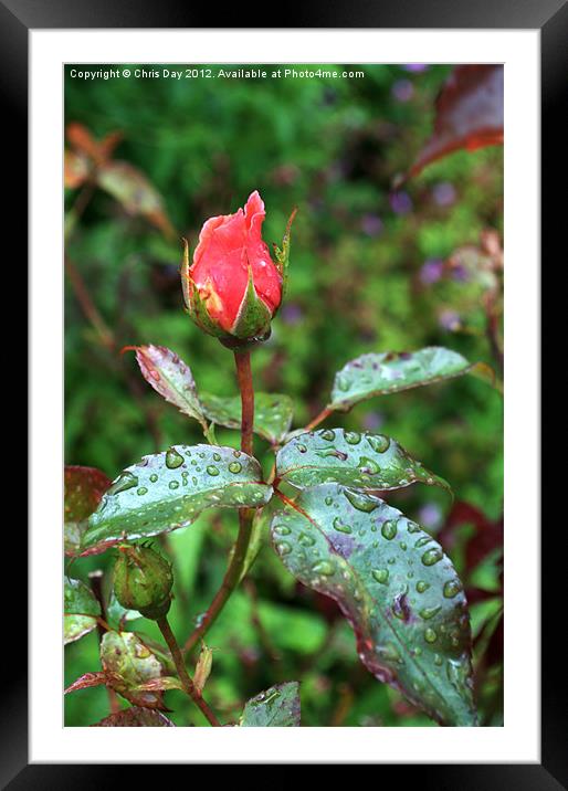 Red Rose in the rain Framed Mounted Print by Chris Day