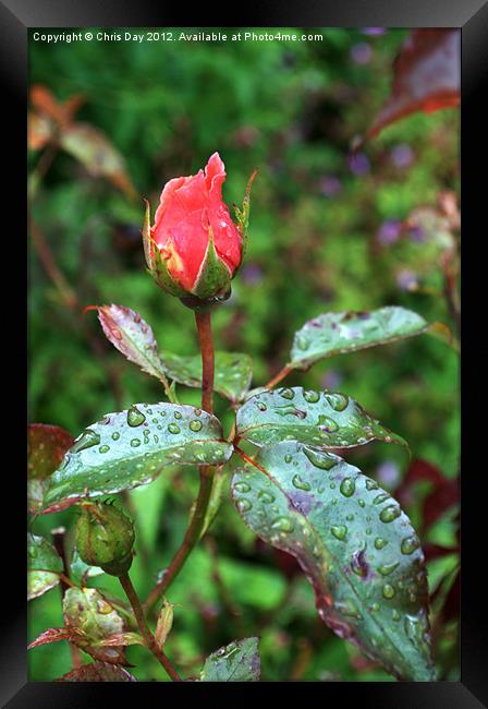 Red Rose in the rain Framed Print by Chris Day