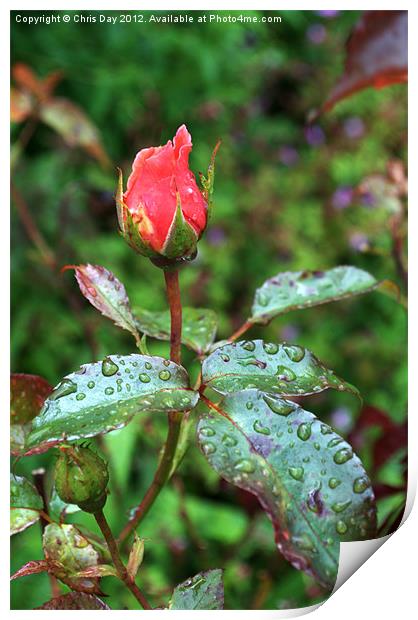 Red Rose in the rain Print by Chris Day