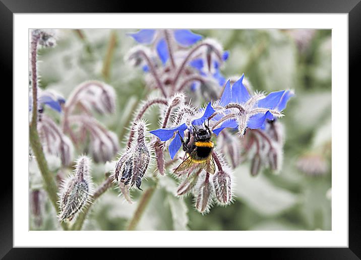 Honey Bee Framed Mounted Print by kevin wise