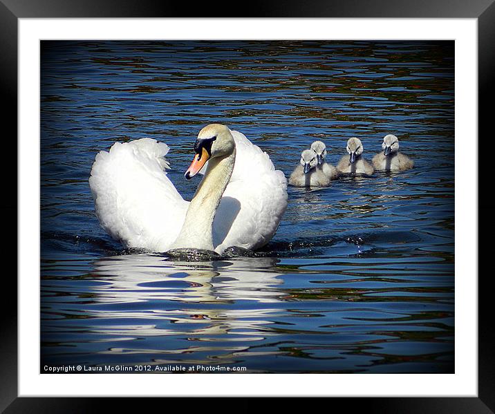 Swan Lake Framed Mounted Print by Laura McGlinn Photog
