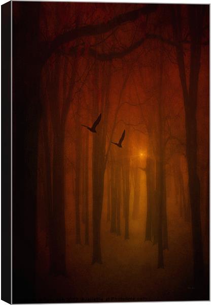 THE LIGHT IN THE FOREST Canvas Print by Tom York