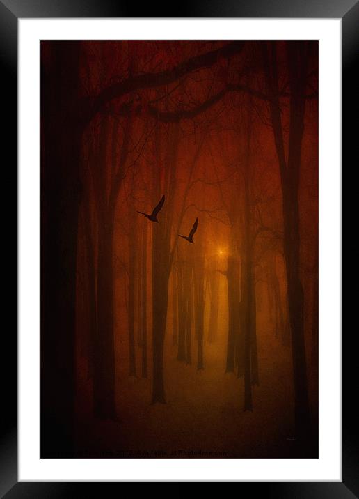 THE LIGHT IN THE FOREST Framed Mounted Print by Tom York
