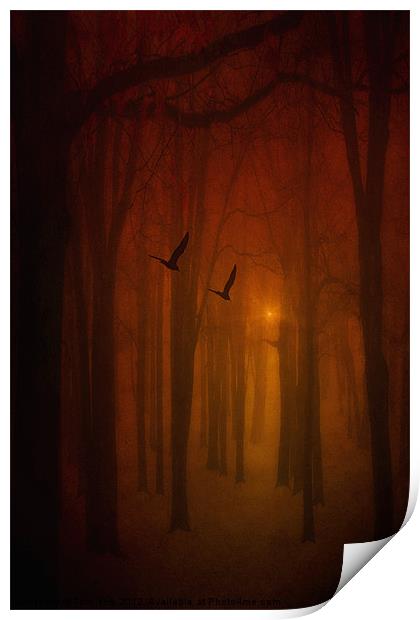 THE LIGHT IN THE FOREST Print by Tom York