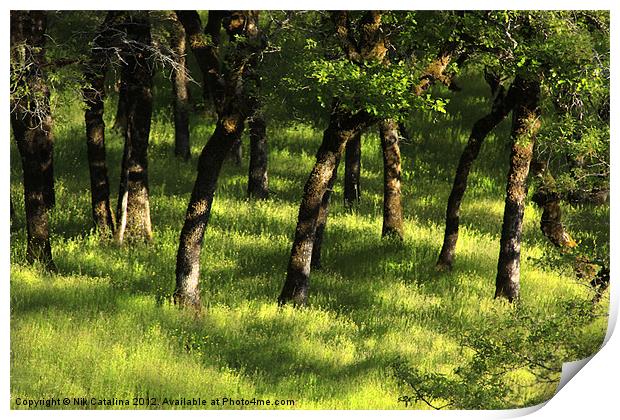 Spring Oaks In Green Meadow Print by Nik Catalina