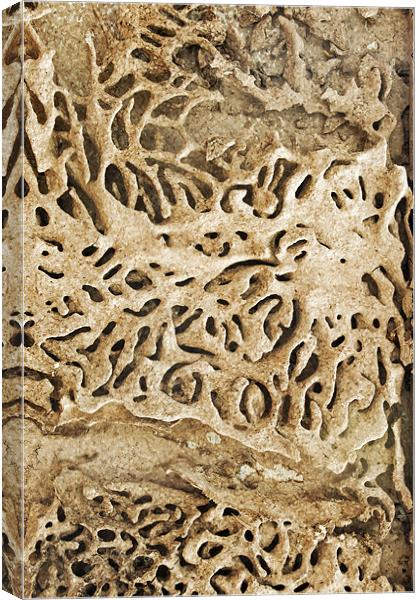 Termite tracks maze through Indian timber Canvas Print by Arfabita  