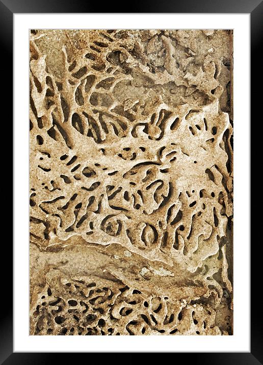 Termite tracks maze through Indian timber Framed Mounted Print by Arfabita  