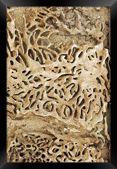 Termite tracks maze through Indian timber Framed Print by Arfabita  