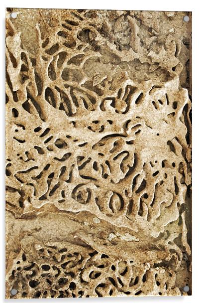 Termite tracks maze through Indian timber Acrylic by Arfabita  