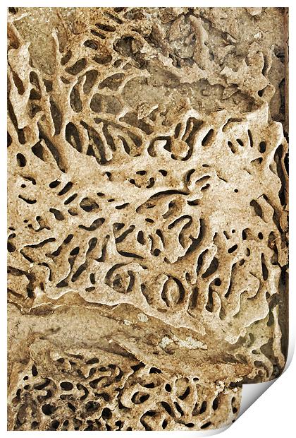 Termite tracks maze through Indian timber Print by Arfabita  