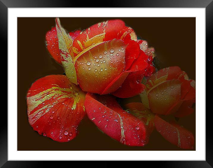 multicolor roses Framed Mounted Print by elvira ladocki