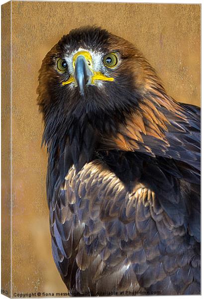 Golden Eagle Canvas Print by Fiona Messenger
