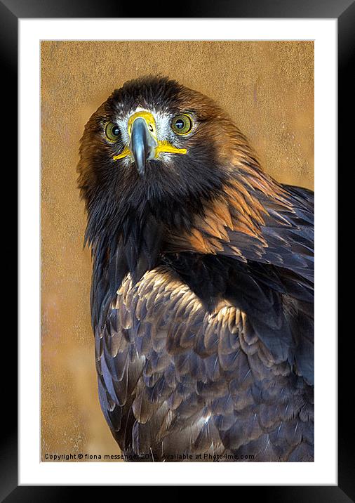 Golden Eagle Framed Mounted Print by Fiona Messenger