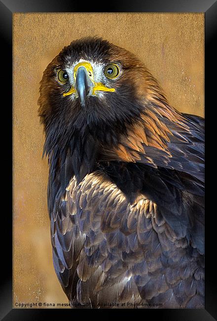 Golden Eagle Framed Print by Fiona Messenger