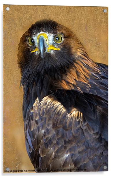 Golden Eagle Acrylic by Fiona Messenger