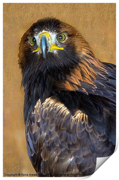 Golden Eagle Print by Fiona Messenger