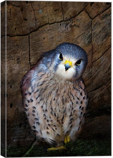Falco tinnunculus or the common Kestrel Canvas Print by Fiona Messenger