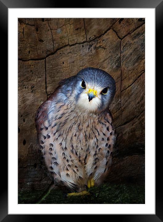 Falco tinnunculus or the common Kestrel Framed Mounted Print by Fiona Messenger