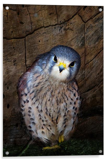 Falco tinnunculus or the common Kestrel Acrylic by Fiona Messenger