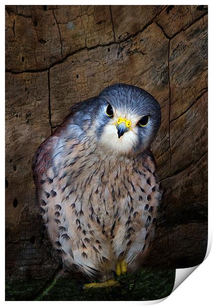 Falco tinnunculus or the common Kestrel Print by Fiona Messenger