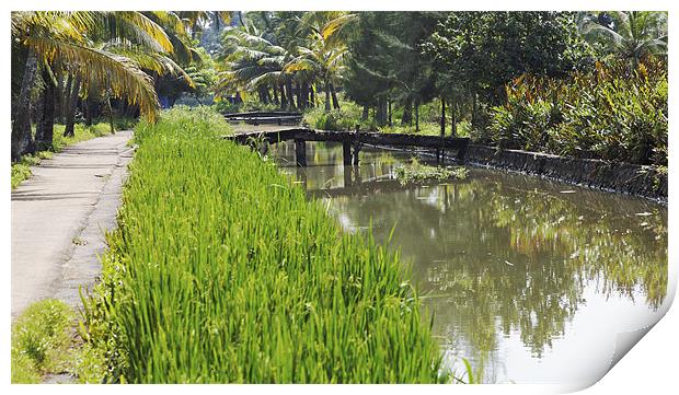 lush rice fields and waterways Print by Arfabita  