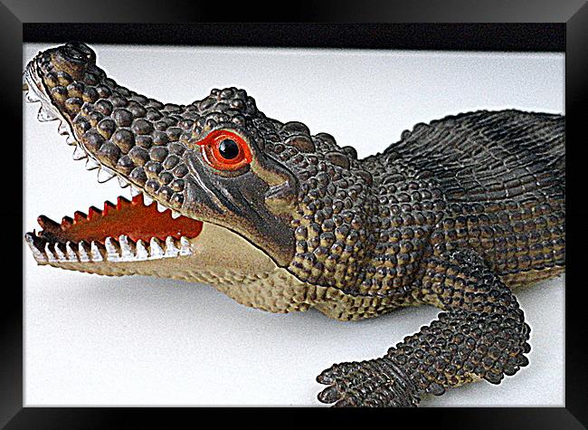 alligator scaler Framed Print by Brian Thomas Devine