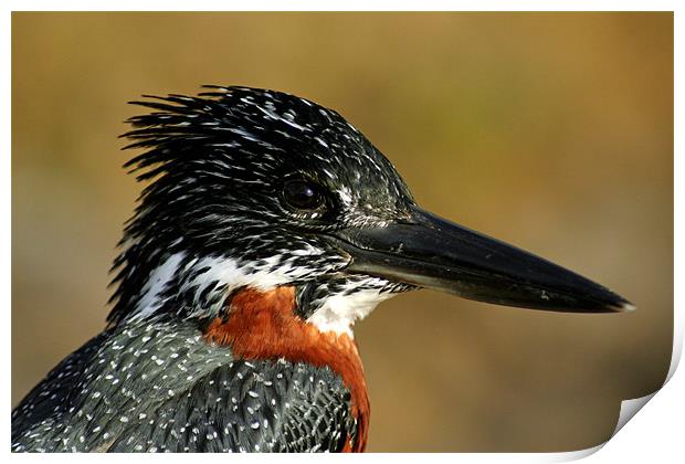 KINGFISHER BEAUTY Print by Renata Ewald