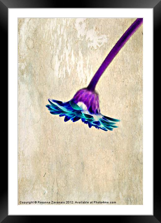 Blue&Purple. Framed Mounted Print by Rosanna Zavanaiu