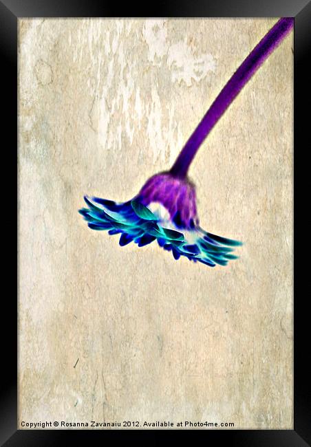 Blue&Purple. Framed Print by Rosanna Zavanaiu