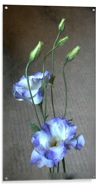 Lisianthus Acrylic by Debra Kelday