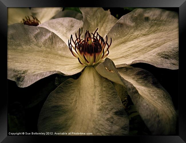 Essence of a natural flower Framed Print by Sue Bottomley