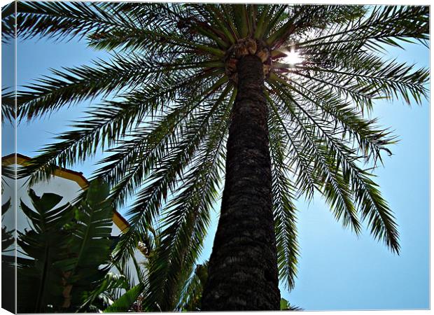 Sunshine through the Palm Canvas Print by michelle whitebrook