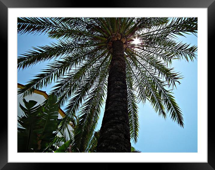 Sunshine through the Palm Framed Mounted Print by michelle whitebrook
