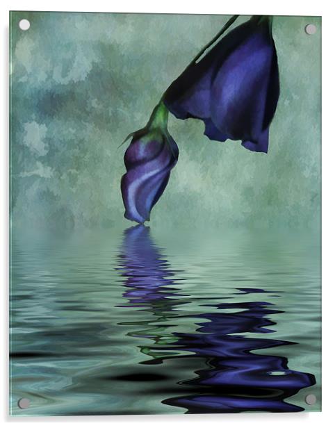 Lisianthus blue Acrylic by Debra Kelday
