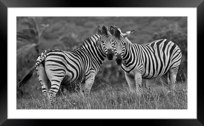 Zebra Love Framed Mounted Print by Judy Andrews