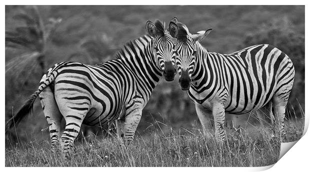 Zebra Love Print by Judy Andrews
