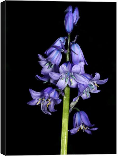 lone bluebell Canvas Print by mark pettican