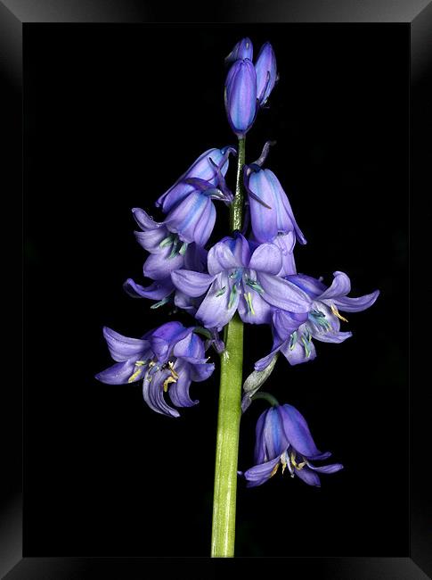 lone bluebell Framed Print by mark pettican