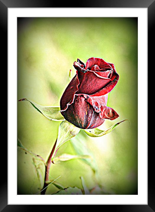 A single rose. Framed Mounted Print by Rosanna Zavanaiu